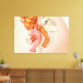 Medische illustratie van de geslachtsorganen van d canvas afdruk (Insitu (Woonkamer))