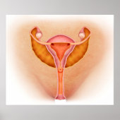 Medische illustratie van de geslachtsorganen van d poster (Voorkant)
