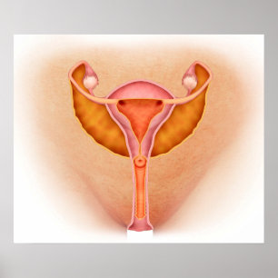 Medische illustratie van de geslachtsorganen van d poster