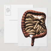Medische illustratie van de grote darmen briefkaart (Voorkant / Achterkant)