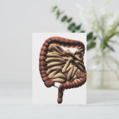 Medische illustratie van de grote darmen briefkaart (Staand voorkant)