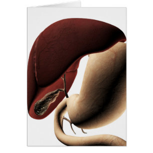 Medische illustratie van de lever en de maag