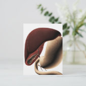 Medische illustratie van de lever en de maag briefkaart (Staand voorkant)