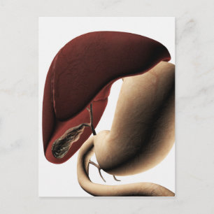 Medische illustratie van de lever en de maag briefkaart