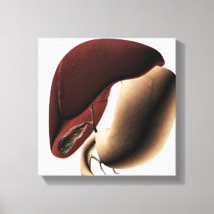 Medische illustratie van de lever en de maag canvas afdruk