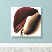 Medische illustratie van de lever en de maag canvas afdruk (Insitu (Houten vloer))