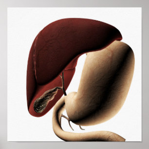 Medische illustratie van de lever en de maag poster