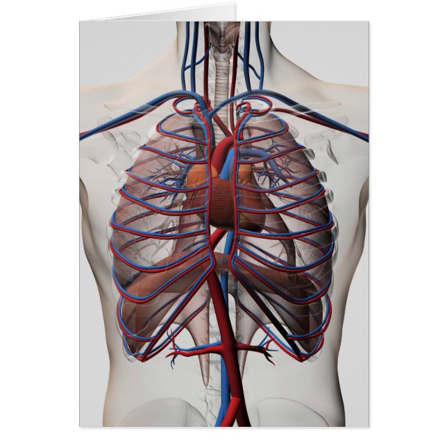 Medische illustratie van de mannelijke borstkas (Voorkant)