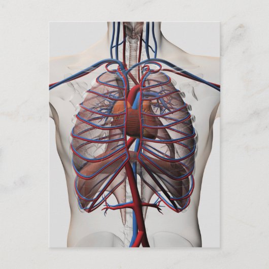 Medische illustratie van de mannelijke borstkas briefkaart (Voorkant)
