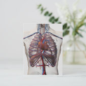 Medische illustratie van de mannelijke borstkas briefkaart (Staand voorkant)