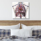 Medische illustratie van de mannelijke borstkas canvas afdruk (Insitu (Slaapkamer))