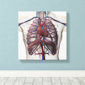 Medische illustratie van de mannelijke borstkas canvas afdruk (Insitu (Houten vloer))