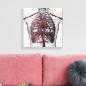 Medische illustratie van de mannelijke borstkas canvas afdruk (Insitu (Woonkamer))