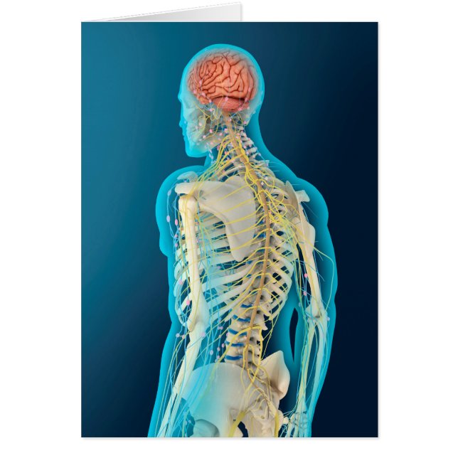 Medische illustratie van de menselijke hersenen en (Voorkant)