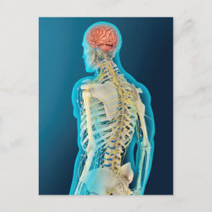 Medische illustratie van de menselijke hersenen en briefkaart