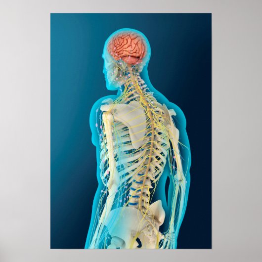 Medische illustratie van de menselijke hersenen en poster (Voorkant)