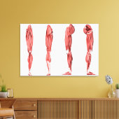 Medische illustratie van de menselijke pootspieren canvas afdruk (Insitu (Woonkamer))