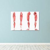 Medische illustratie van de menselijke pootspieren canvas afdruk (Insitu (Houten vloer))