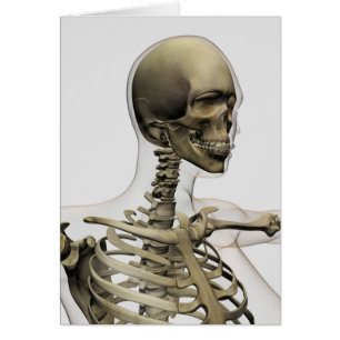 Medische illustratie van de schedel van een vrouw 