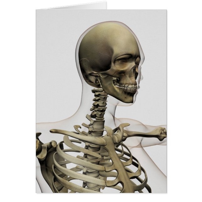 Medische illustratie van de schedel van een vrouw  (Voorkant)