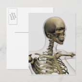 Medische illustratie van de schedel van een vrouw  briefkaart (Voorkant / Achterkant)