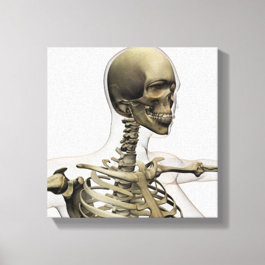 Medische illustratie van de schedel van een vrouw canvas afdruk (Voorkant)