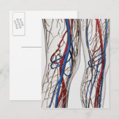 Medische illustratie van de slagaders 1 briefkaart (Voorkant / Achterkant)