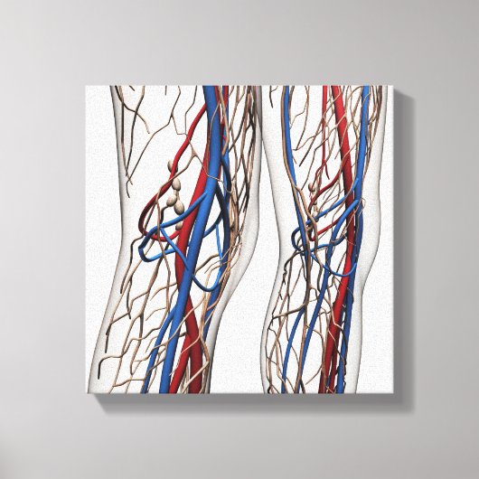 Medische illustratie van de slagaders 1 canvas afdruk (Voorkant)