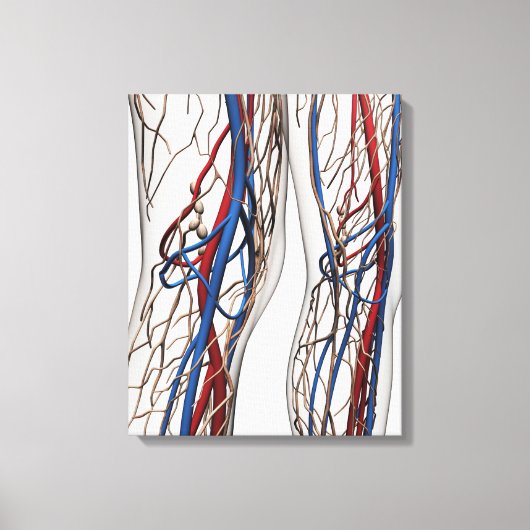 Medische illustratie van de slagaders 1 canvas afdruk (Voorkant)