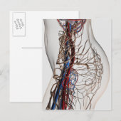 Medische illustratie van de slagaders 2 briefkaart (Voorkant / Achterkant)