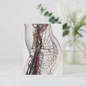 Medische illustratie van de slagaders 2 briefkaart (Staand voorkant)