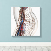 Medische illustratie van de slagaders 2 canvas afdruk (Insitu (Houten vloer))
