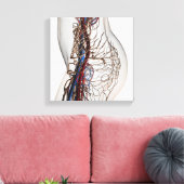 Medische illustratie van de slagaders 2 canvas afdruk (Insitu (Woonkamer))
