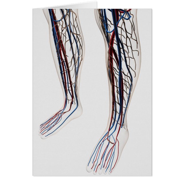 Medische illustratie van de slagaders 3 (Voorkant)