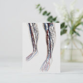 Medische illustratie van de slagaders 3 briefkaart (Staand voorkant)