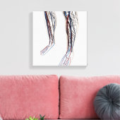 Medische illustratie van de slagaders 3 canvas afdruk (Insitu (Woonkamer))