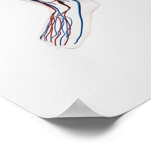 Medische illustratie van de slagaders 3 poster (Hoek)