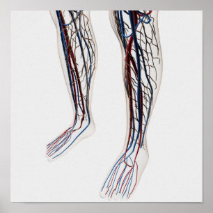Medische illustratie van de slagaders 3 poster