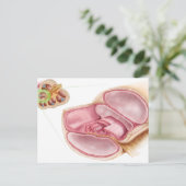 Medische illustratie van Endolymfe Briefkaart (Staand voorkant)