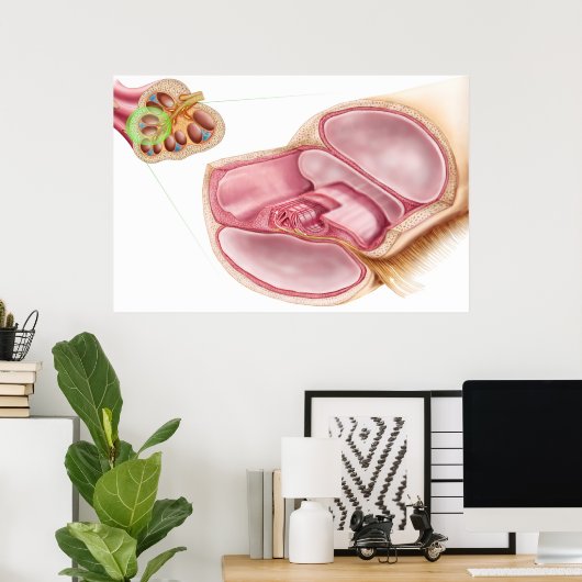 Medische illustratie van Endolymfe Poster (Thuiskantoor)