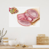 Medische illustratie van Endolymfe Poster (Keuken)