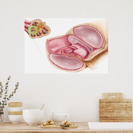 Medische illustratie van Endolymfe Poster (Keuken)