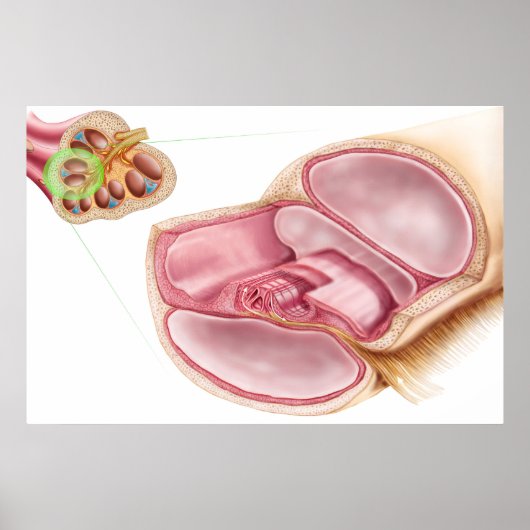 Medische illustratie van Endolymfe Poster (Voorkant)