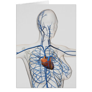 Medische illustratie van het circuitsysteem