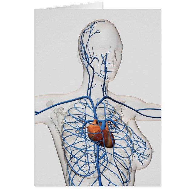 Medische illustratie van het circuitsysteem (Voorkant)