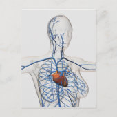 Medische illustratie van het circuitsysteem briefkaart (Voorkant)
