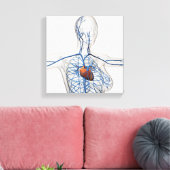 Medische illustratie van het circuitsysteem canvas afdruk (Insitu (Woonkamer))