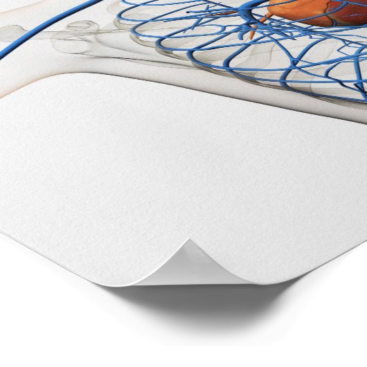 Medische illustratie van het circuitsysteem poster (Hoek)