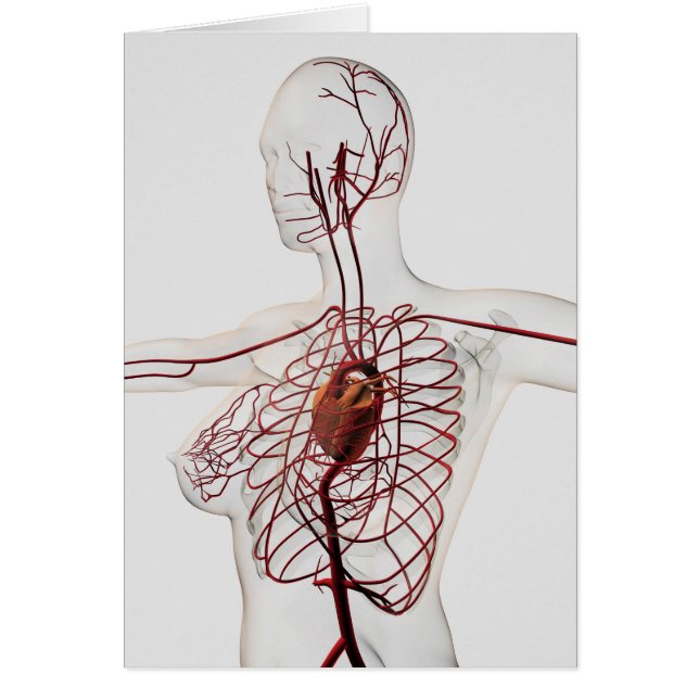 Medische illustratie van het circuitsysteem van he (Voorkant)