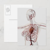 Medische illustratie van het circuitsysteem van he briefkaart (Voorkant / Achterkant)
